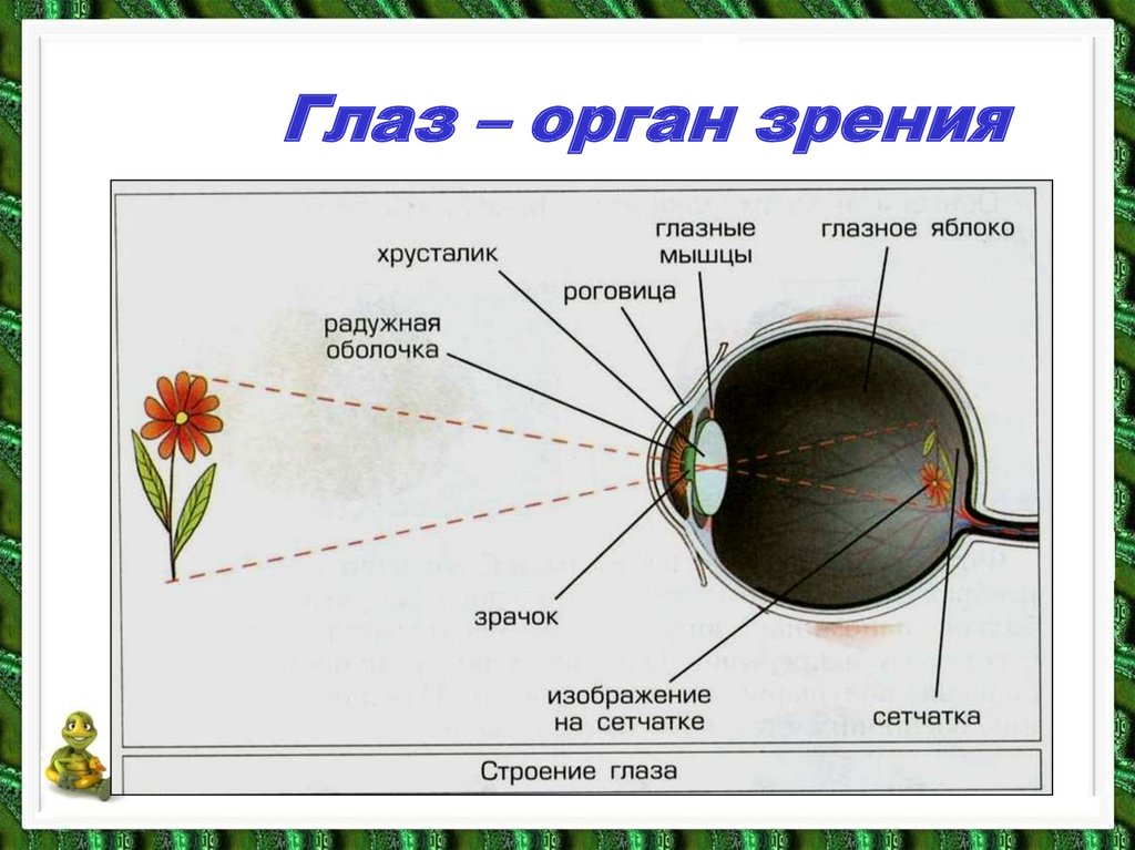 Какой орган глаза определяет цвет и видит изображение предметов