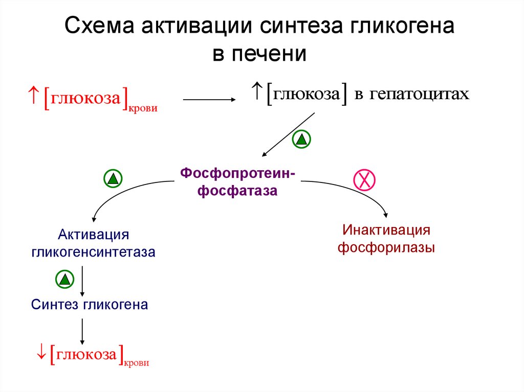 Стимулирует синтез гликогена в печени