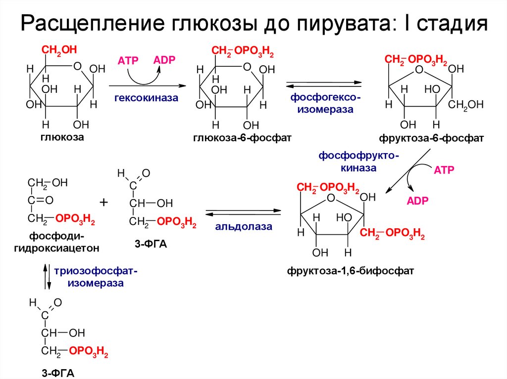 Расщепление глюкозы