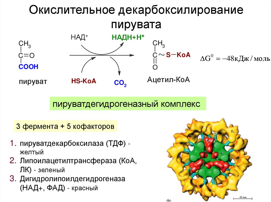 Окислительное декарбоксилирование пирувата схема