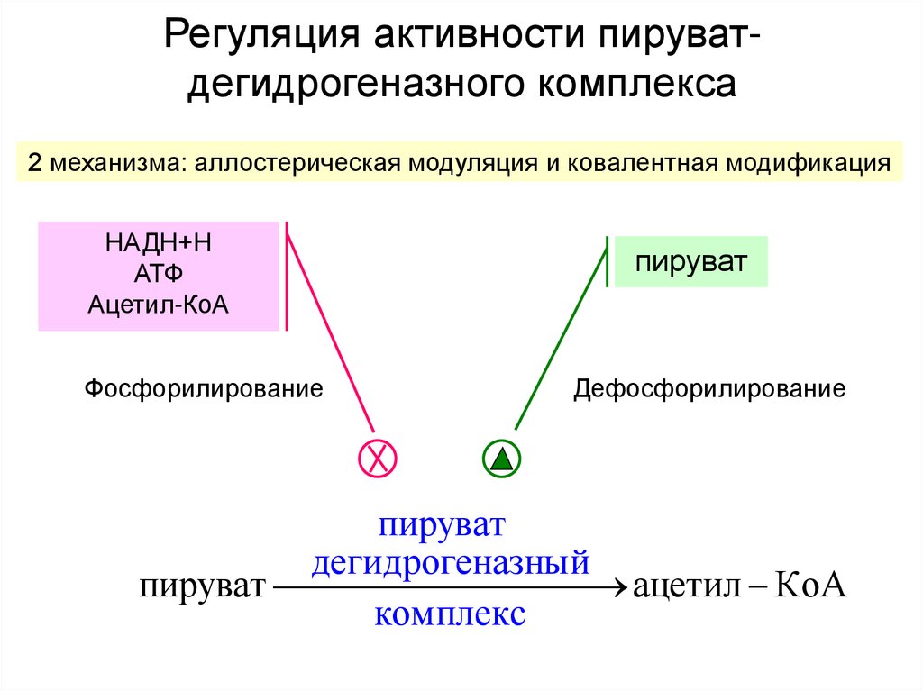 Регуляторный связан со способностью