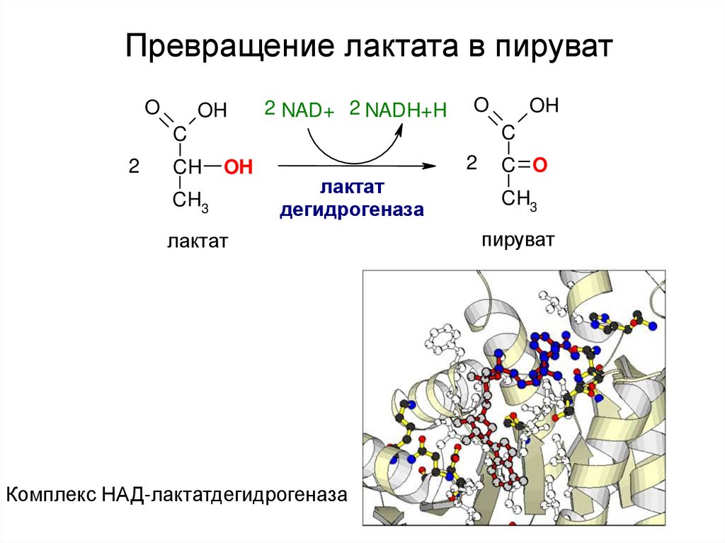 Пируват. Превращение лактата в пируват. Схему превращения лактата.