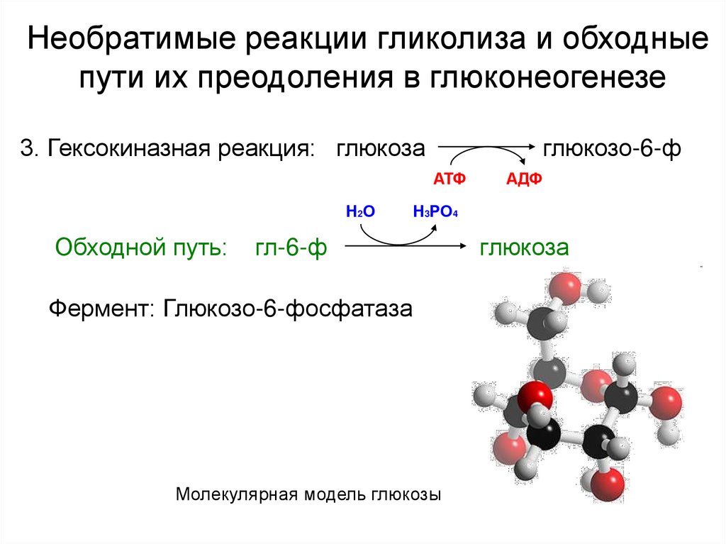 Моносахарид атф