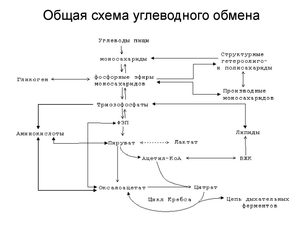 Обмен углеводов схема 8 класс биология