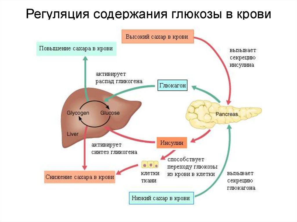 Схема регуляции глюкозы в крови