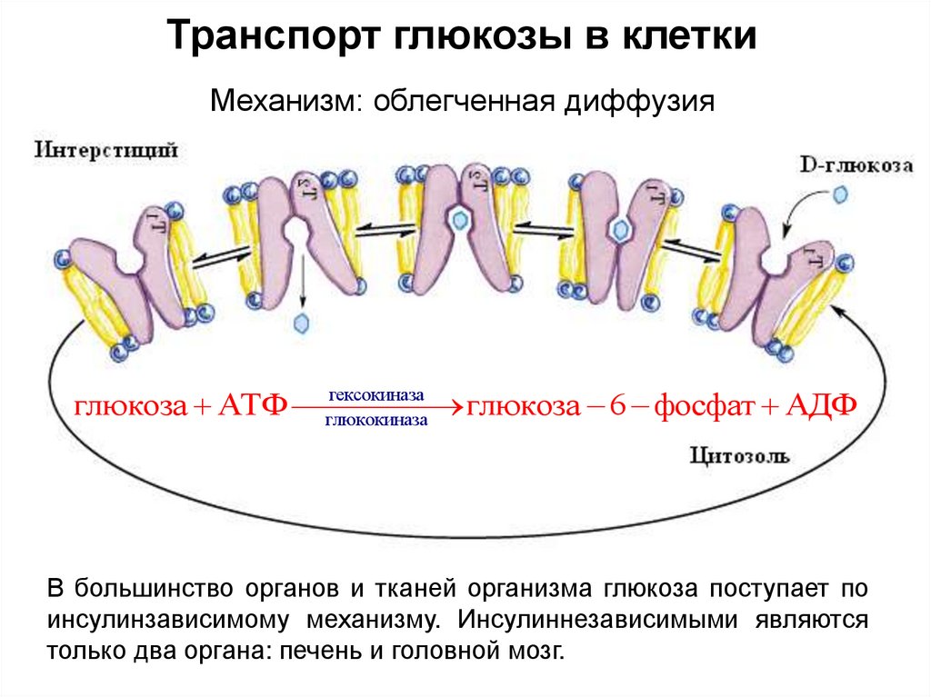 Транспорт глюкозы. Транспорт Глюкозы в клетку. Транспорт Глюкозы в клетки различных тканей.