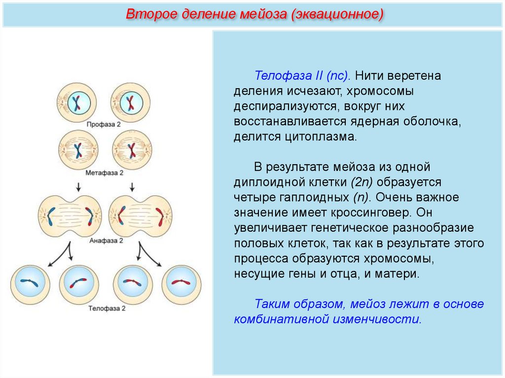Деление клеток спорангия мейозом. Мейоз 1 деление. Первое деление мейоза фазы. Таблица 1. первое деление мейоза (редукционное). Схема мейоза редукционное деление.