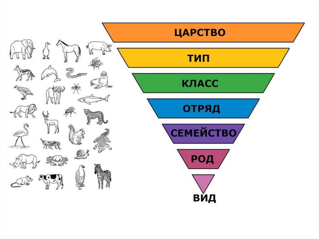 Схема вид род семейство отряд класс подтип тип царство