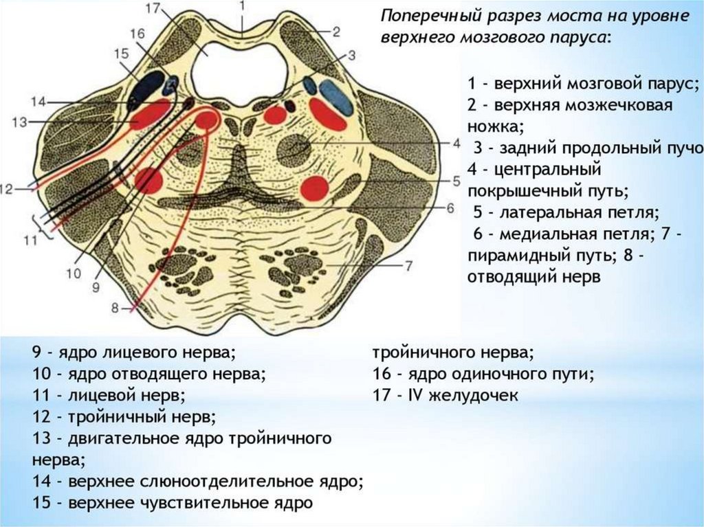 Мост мозга. Варолиев мост поперечный срез. Поперечный срез моста анатомия. Поперечный срез моста головного мозга. Поперечный срез варолиева моста ядра.