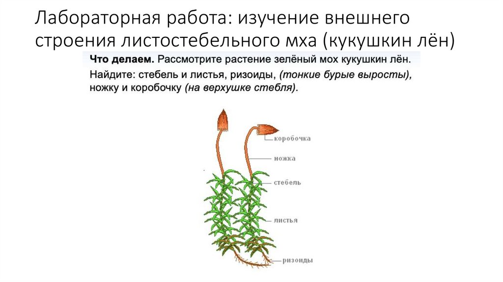 Мхи задания