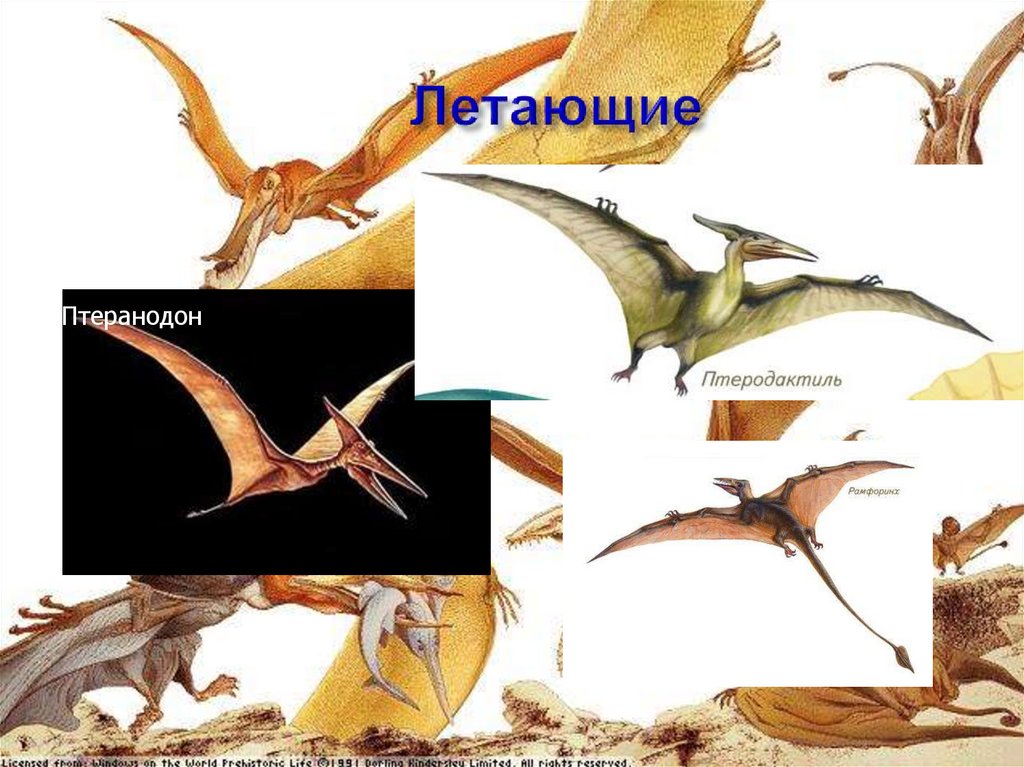 Летающие динозавры презентация