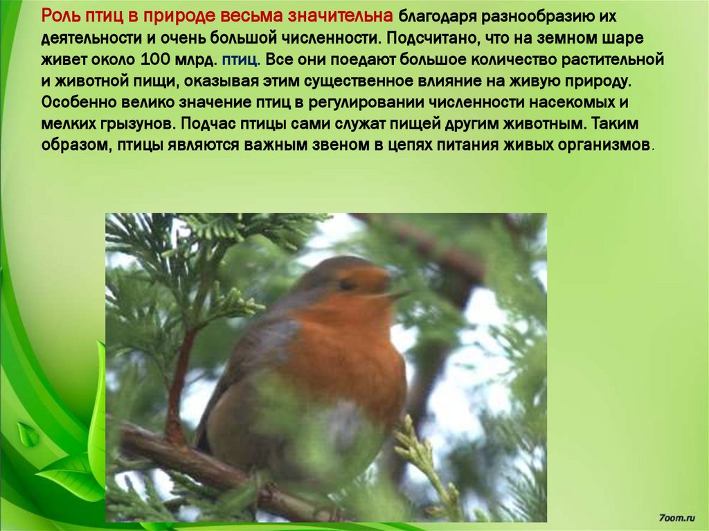 Многообразие и значение птиц в природе