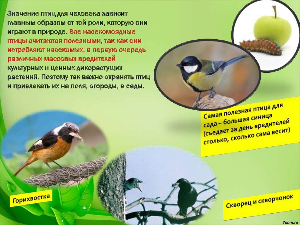 Значение птиц в природе 7 класс. Значение птиц для человека. Роль насекомоядных птиц. Роль птиц в жизни человека. Птицы в жизни человека и природы.