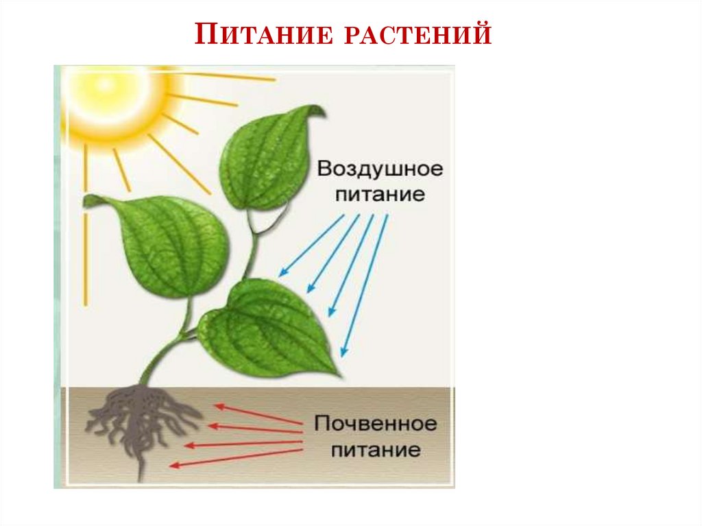 Одновременно в листьях осуществляется процесс. Питание растений. Виды питания растений. Типы питания растений. Воздушное питание растений.