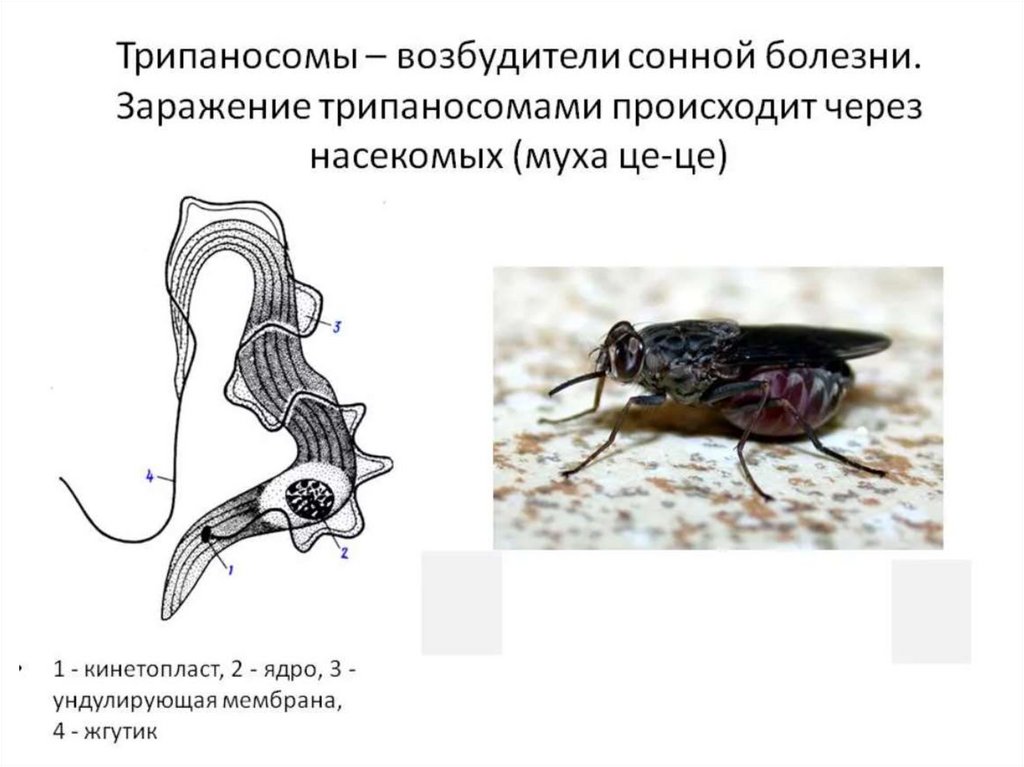 Основной хозяин муха цеце основной хозяин человек. Сонная болезнь трипаносома. Трипаносома возбудитель заболевания. Сонная болезнь Муха ЦЕЦЕ.