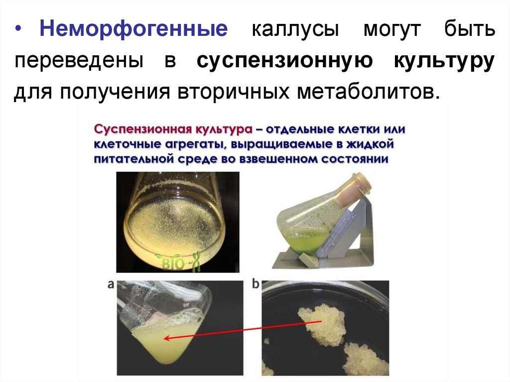 Получение культуры растительных клеток