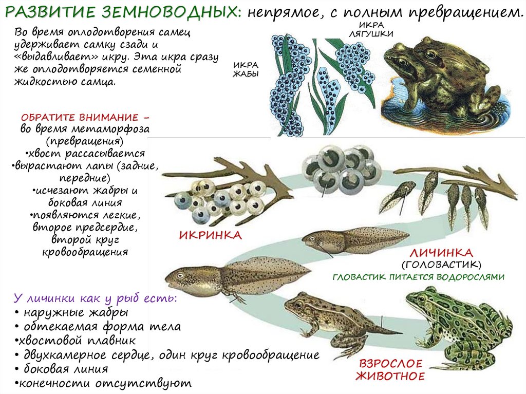 Какое развитие у лягушки прямое или непрямое