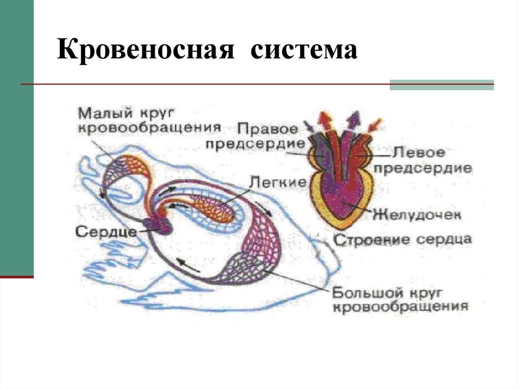 Эволюция сердца у земноводных. Строение кровеносной системы амфибий схема. Малый круг кровообращения лягушки схема. Земноводные кровеносная система круги кровообращения. Кровеносная система земноводных 7 класс.