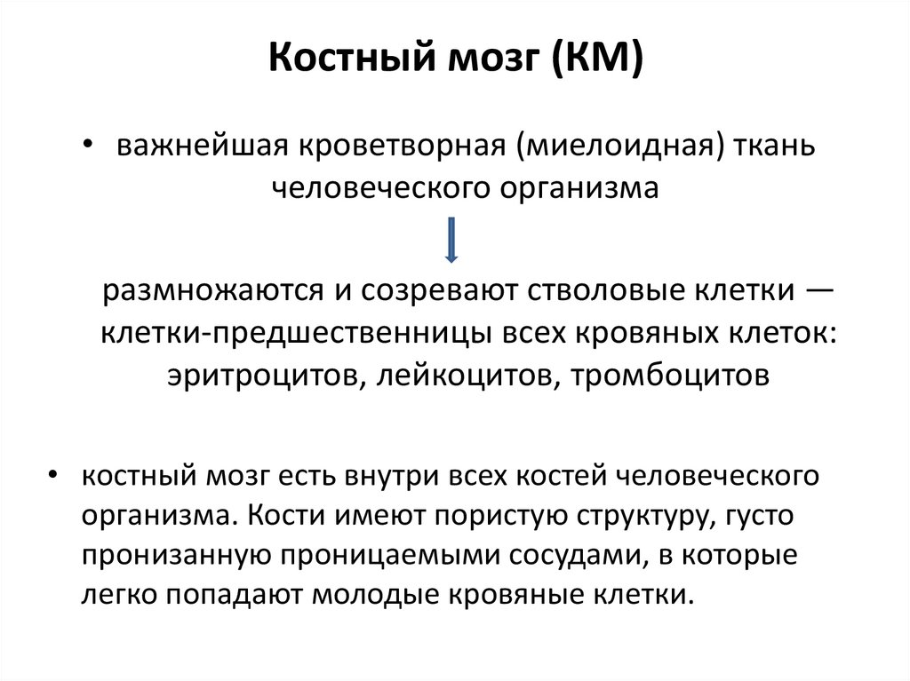 Миелограмма костного мозга