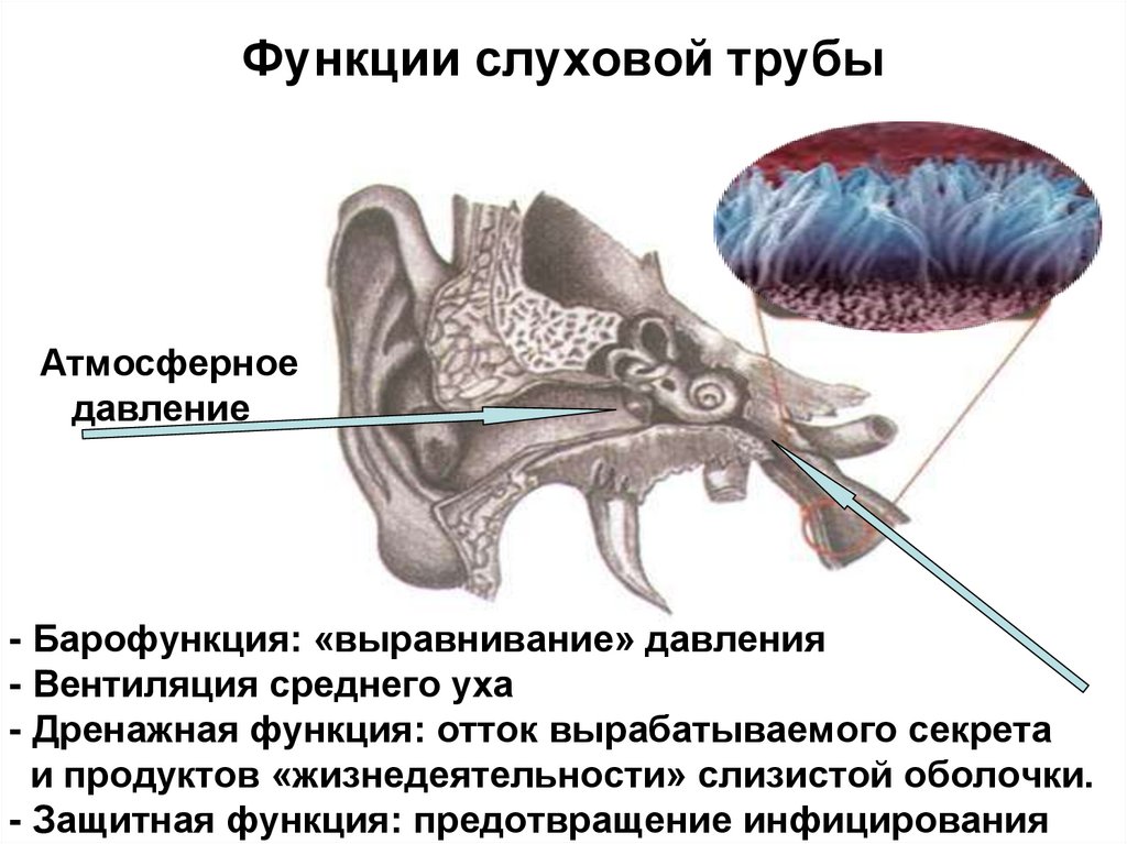 Особенности строения слуховой трубы какую функцию выполняет. Функция слуховой трубы в ухе. Роль слуховой трубы. Функции евстахиевой трубы. Функции слуховой трубки.