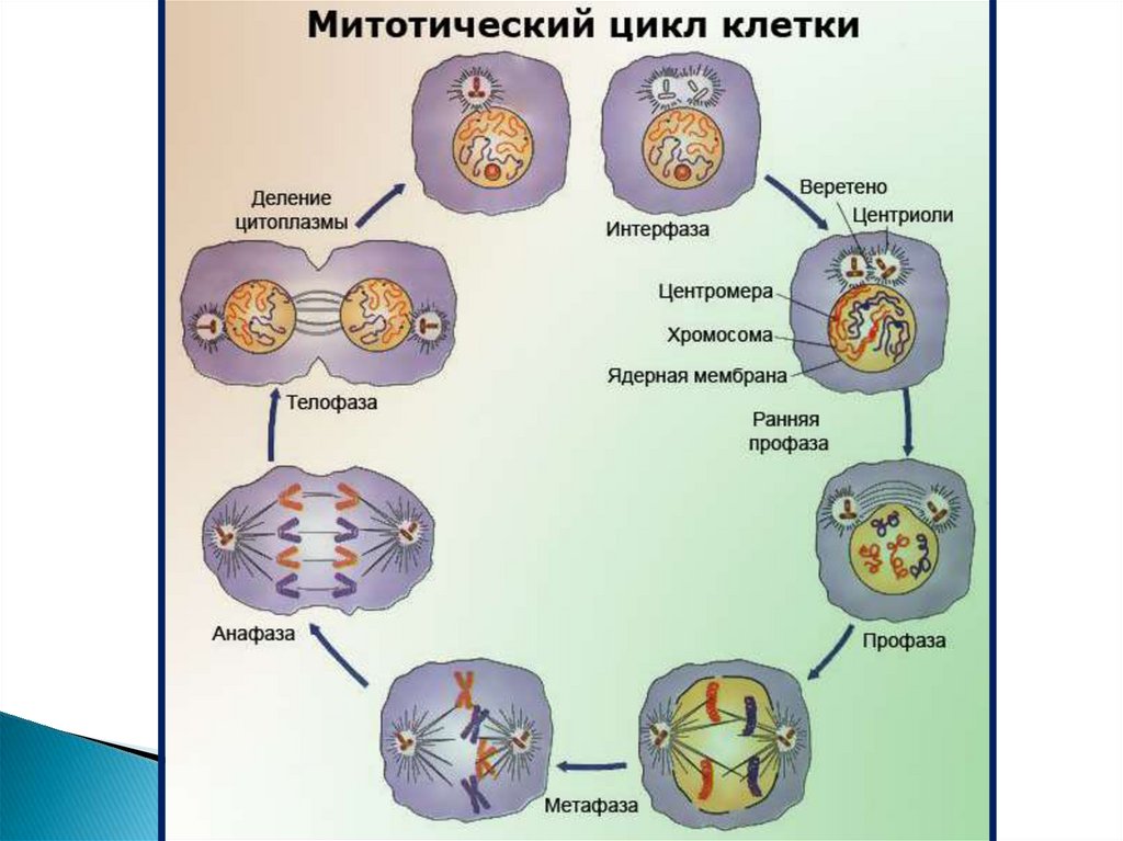 Схема митотического цикла