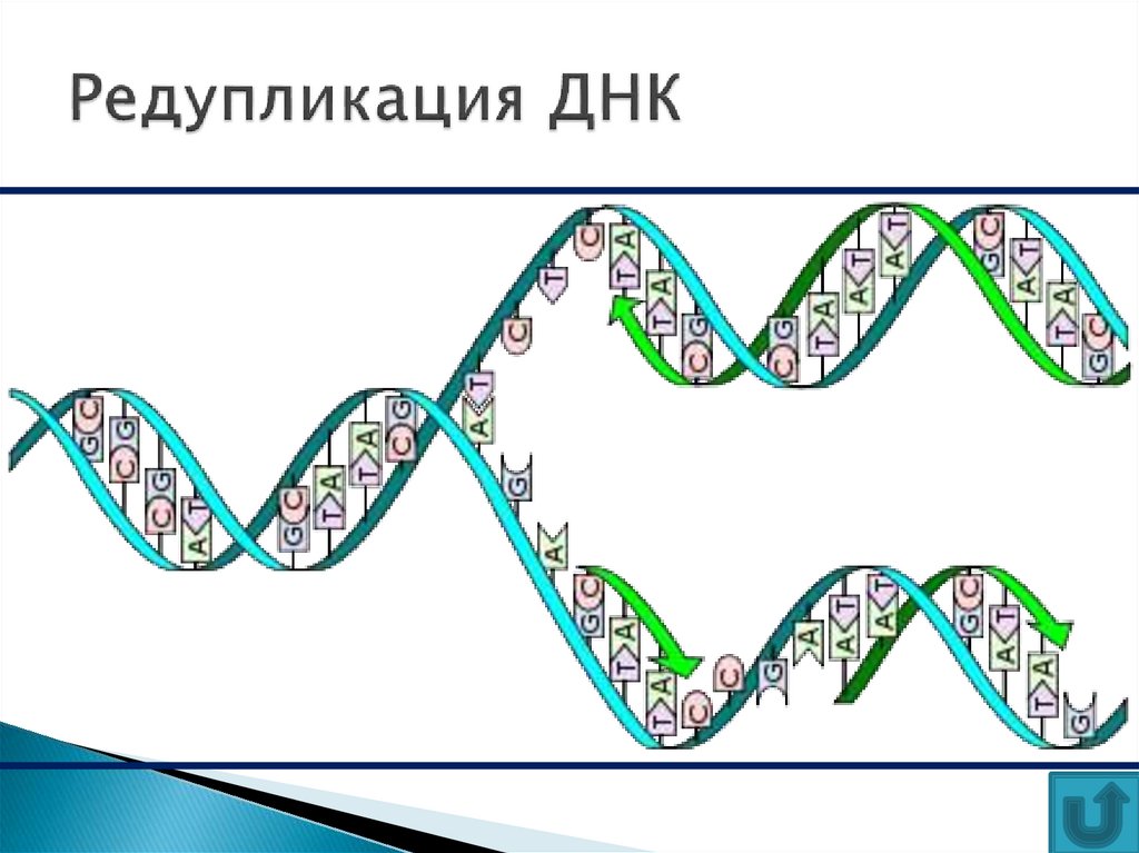 Редупликация ДНК