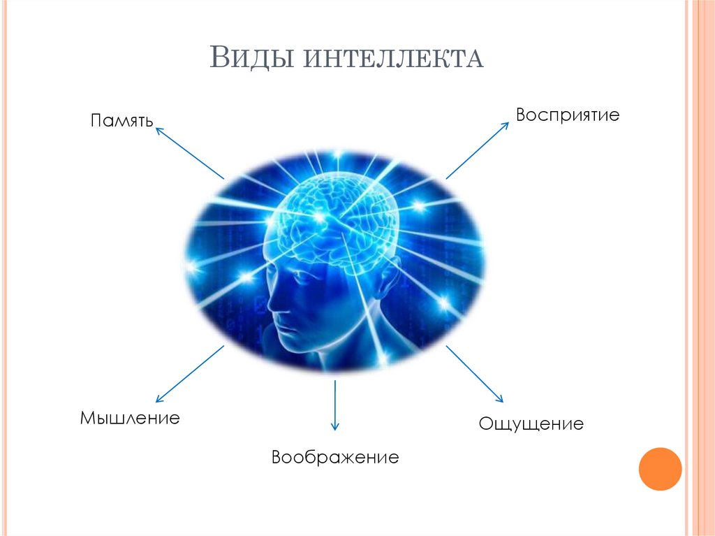 Виды интеллекта