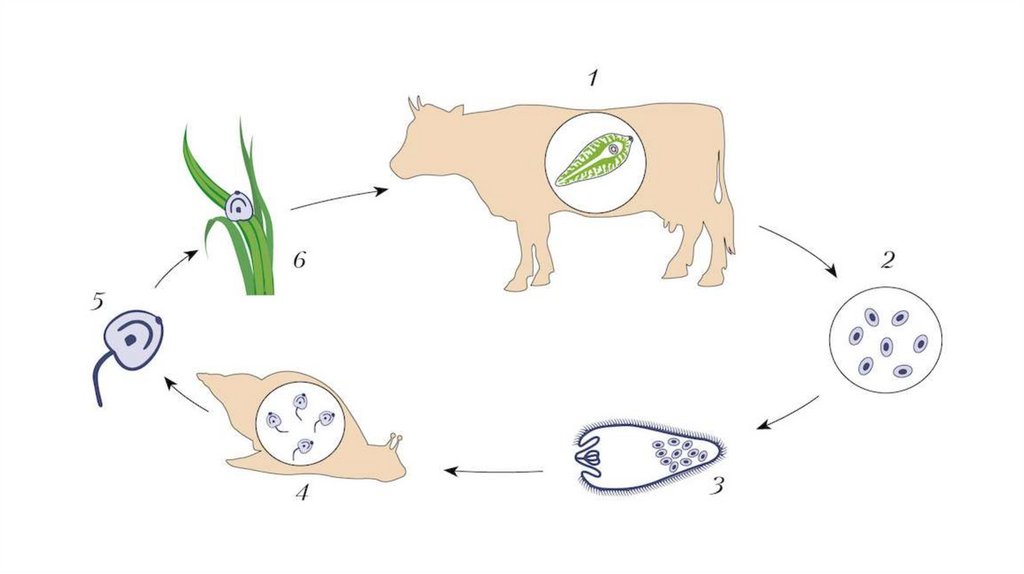Нарисовать цикл. Цикл печеночного сосальщика рисунок. Жизненный цикл печеночного сосальщика рисунок. Циста печеночного сосальщика. Цикл печеночного сосальщика схема.