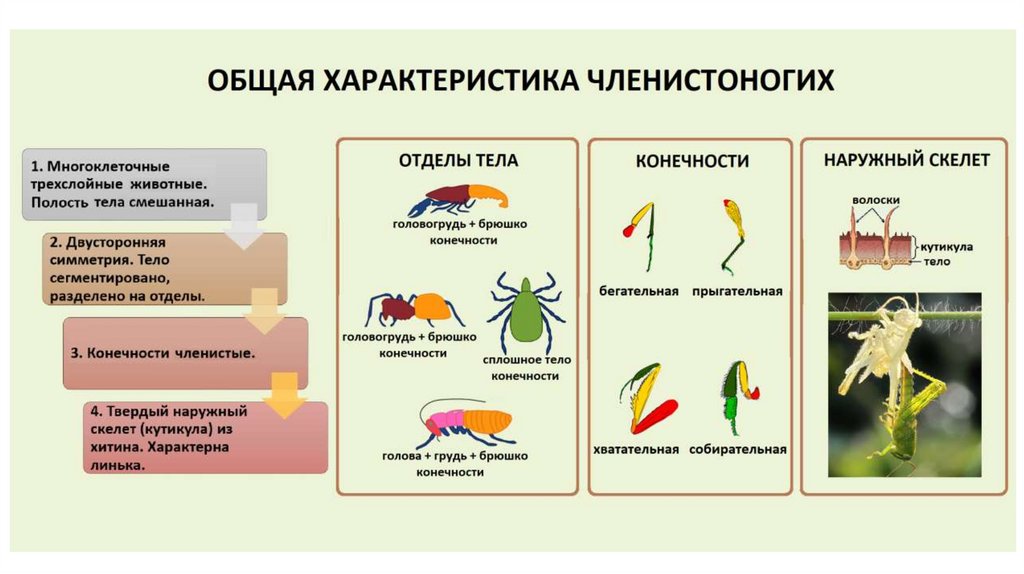 Беспозвоночные животные 7 класс