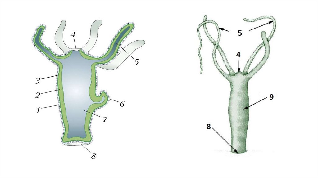 Пресноводная гидра рисунок. Пищеварительная система кишечнополостных червей. Гидра Кишечнополостные. Пресноводная гидра биология. Кишечнополостные гермафродиты.