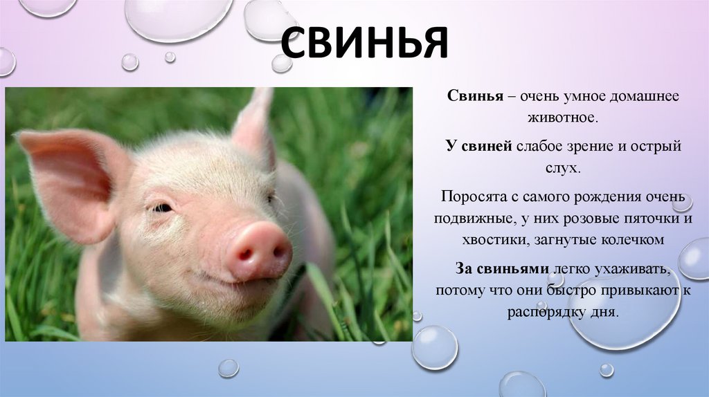 Свинья окружающий мир 3 класс. Интересные факты о свиньях. Свиноводство интересные факты. Интересные факты о свиньях для детей. Факты о свинках.