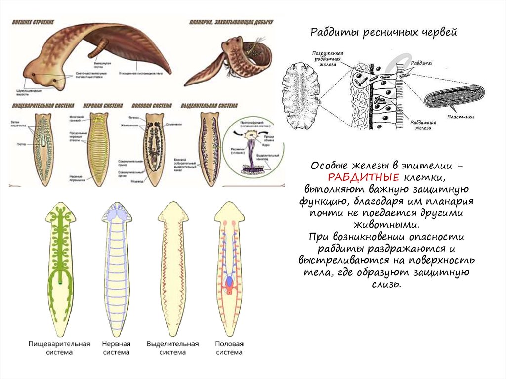К какому типу относят червей. Кокон белой планарии. Схема выделительной и нервной системы планарии. Молочная планария Тип симметрии. Планария является хищником.