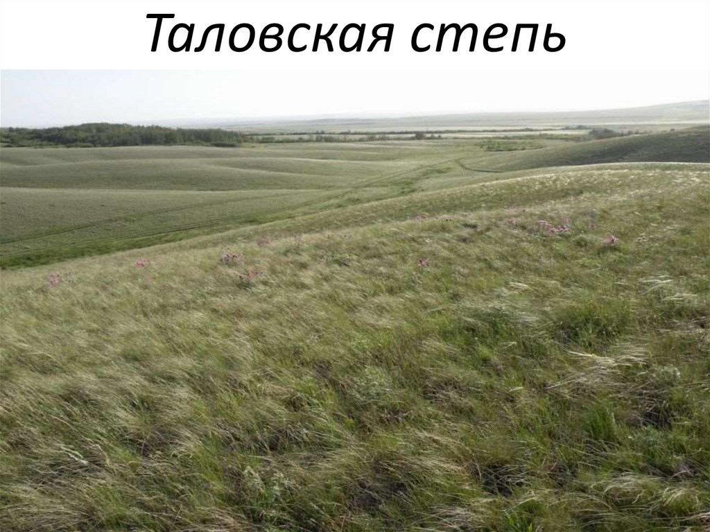 Таловская степь
