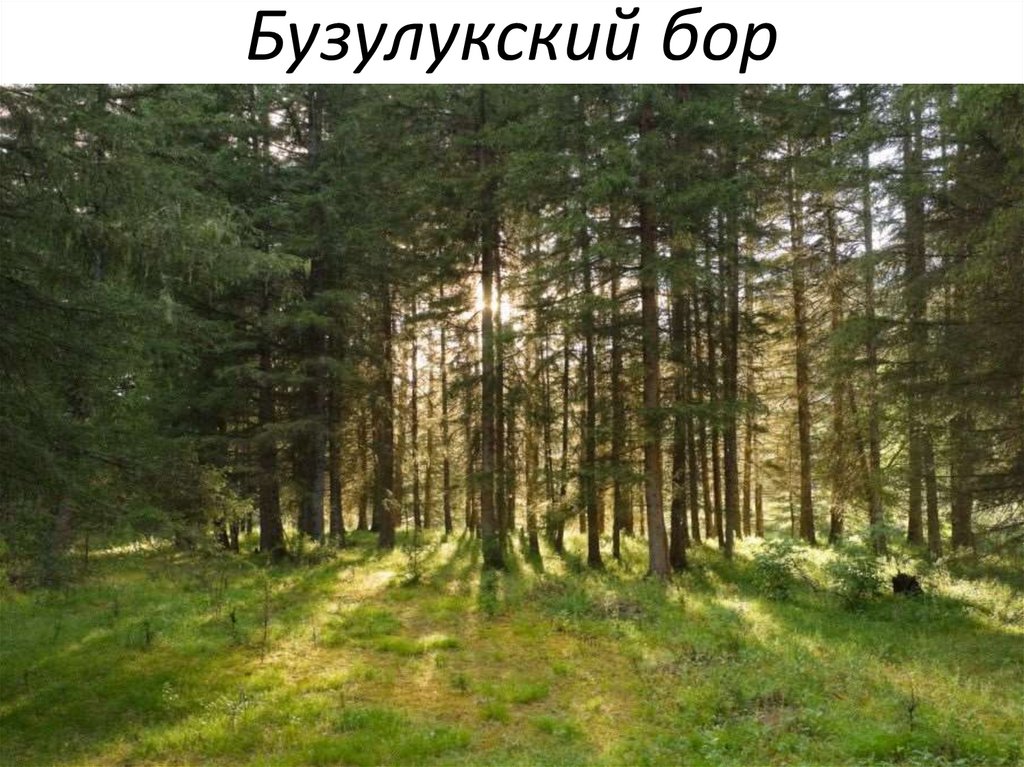 Бузулукский бор