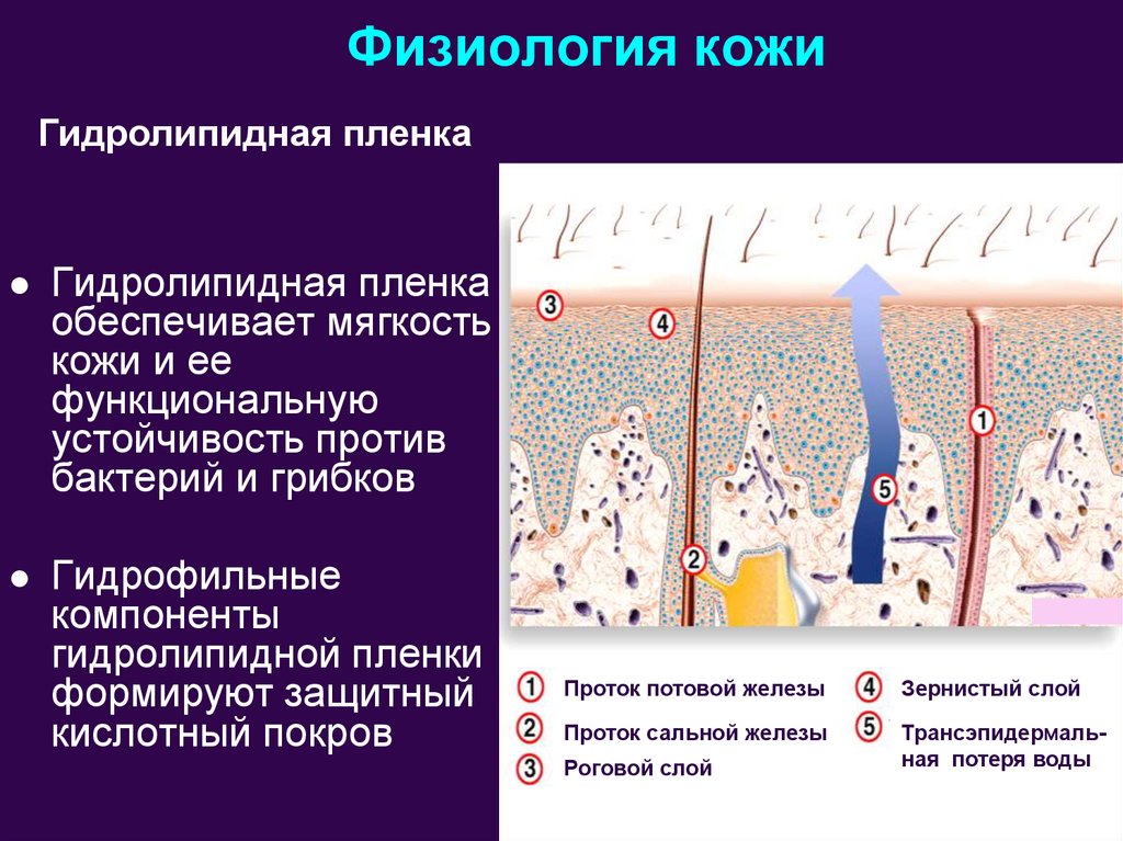 Строение кожи дерматовенерология презентация