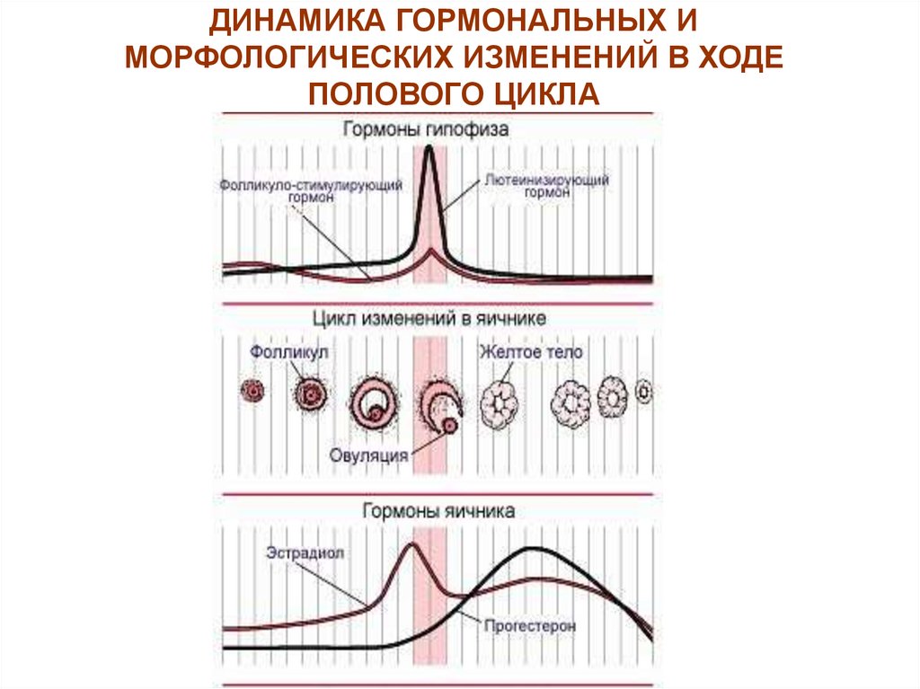 Пол цикла. Фазы полового цикла. Регуляция полового цикла. Гормоны по фазам цикла. Гормоны по фазам цикла динамика.