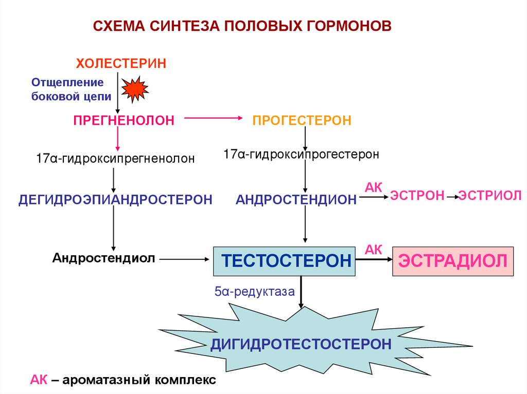 Гормональная схема человека