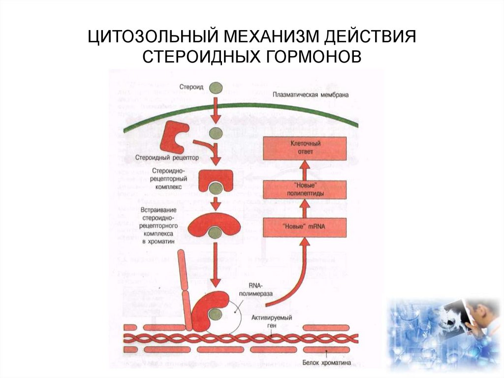 Гормоны действующие. Цитозольно ядерный механизм гормоны. Цитозольно-ядерный механизм действия гормонов схема. Механизм передачи гормонального сигнала стероидных гормонов. Стероидные гормоны клетки мишени.