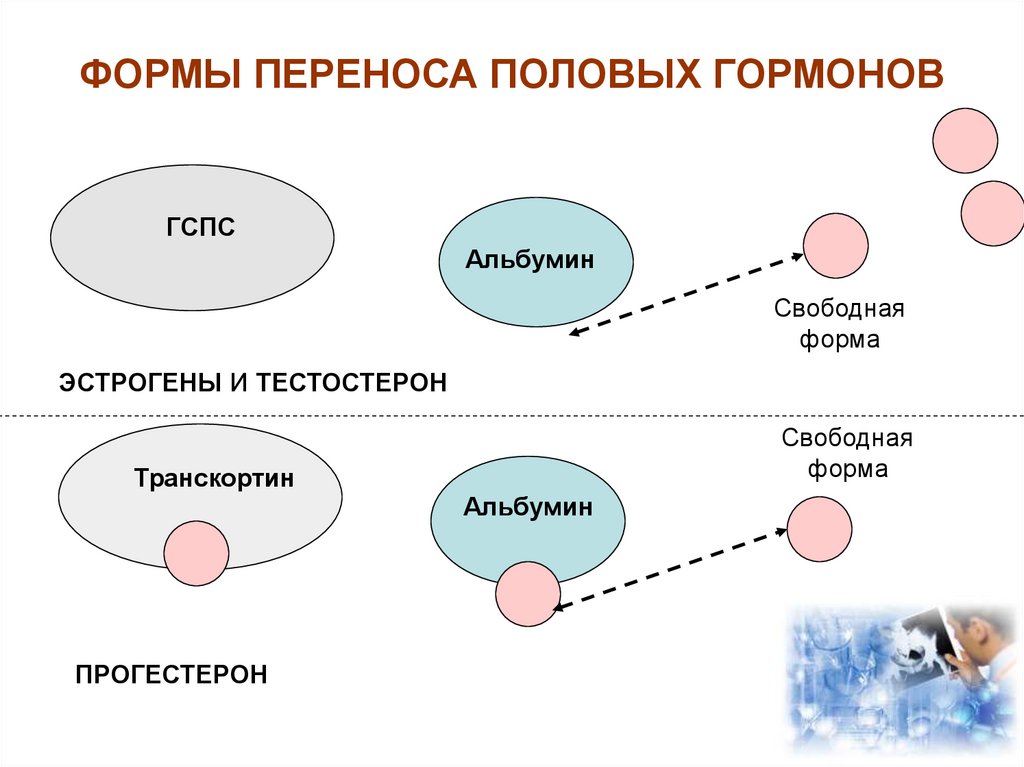 Форма перенос. Формы переноса половых гормонов. Транскортин. Половые гормоны механизм действия. Схема перемещения гормонов.