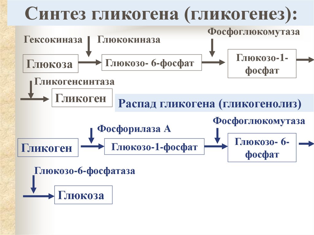 Гликогенез основные этапы и ферменты гликогенеза