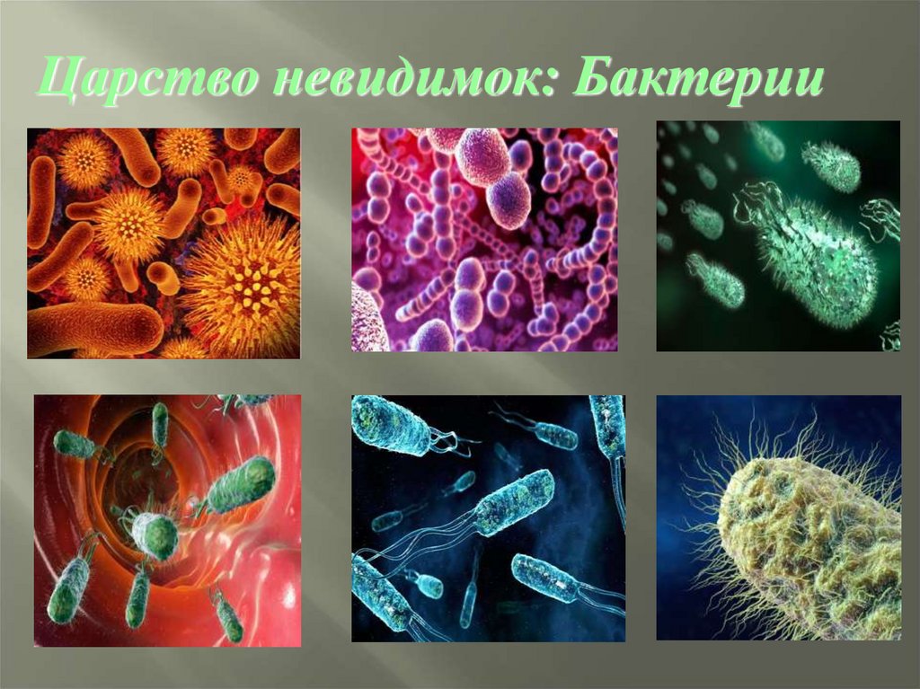 Три примера царства бактерий