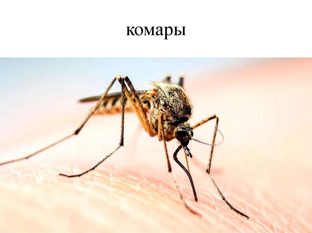 Комары - презентация онлайн