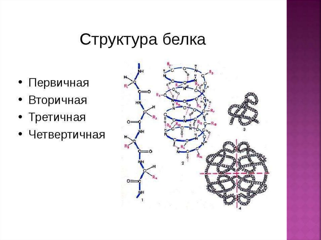 Какие связи есть в белке первичная