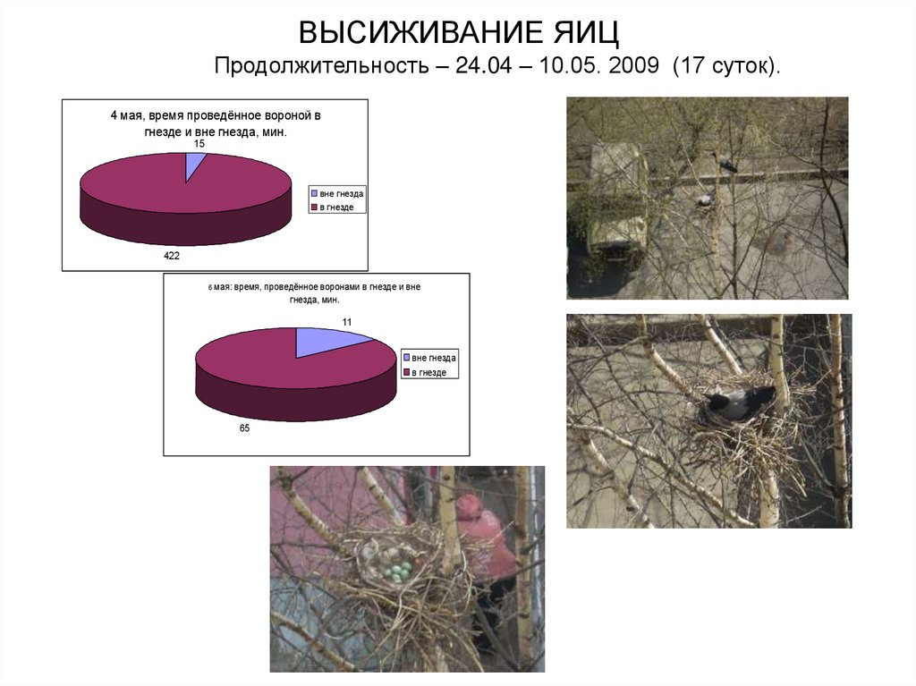 ВЫСИЖИВАНИЕ ЯИЦ