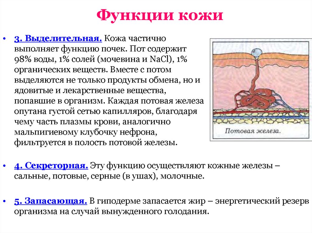 Функции кожи животного. Какова роль сальных желез. Явления терморегулирующей функции кожи.