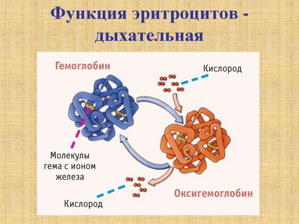 Какое соединение молекулы гемоглобина с кислородом. Механизм присоединения кислорода к гемоглобину. Связывание гемоглобина с кислородо. Связывание кислорода с гемоглобином. Связь гемоглобина с кислородом.