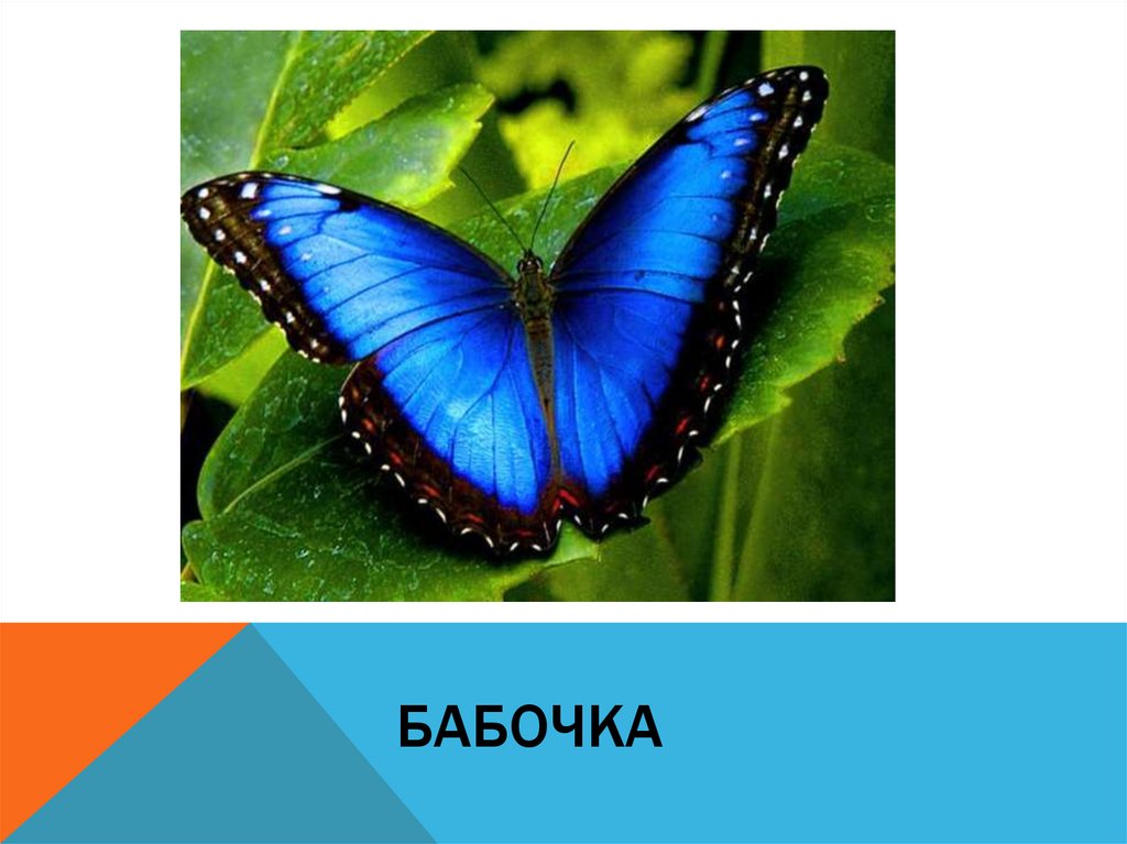 Бабочка