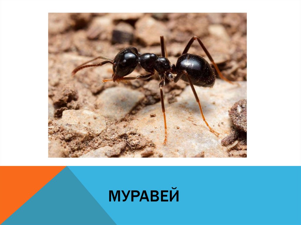 Муравей