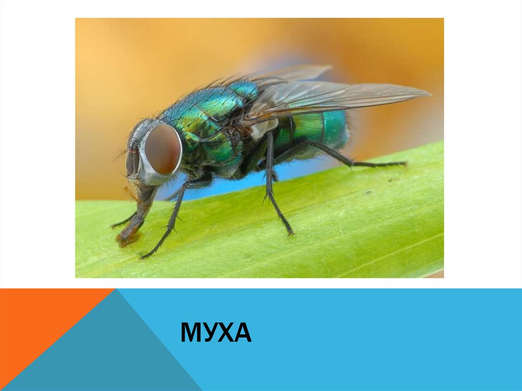 Муха