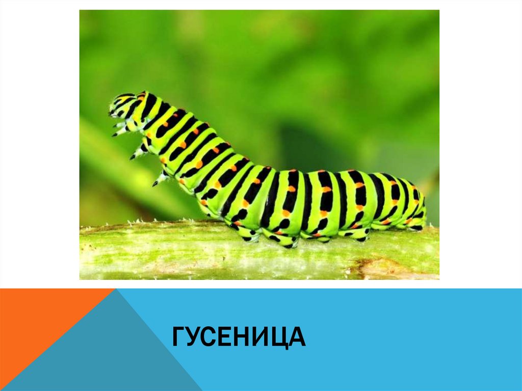гусеница